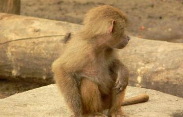  Małpia ospa: skąd się wzięła i jakie dla nas stanowi ryzyko?