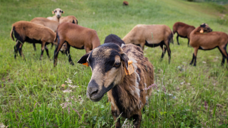  Gliwice: Owce zamiast kosiarek