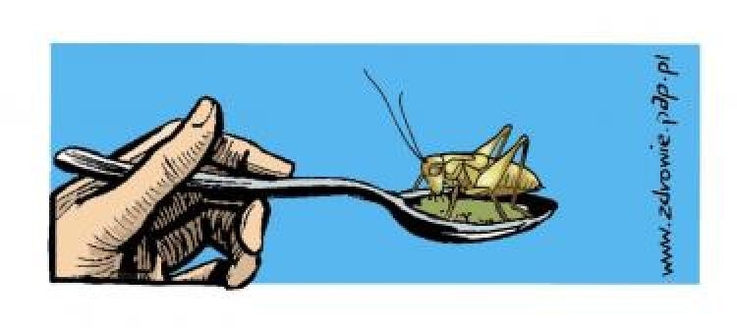  Chityna w jadalnych owadach uszkadza układ oddechowy?
