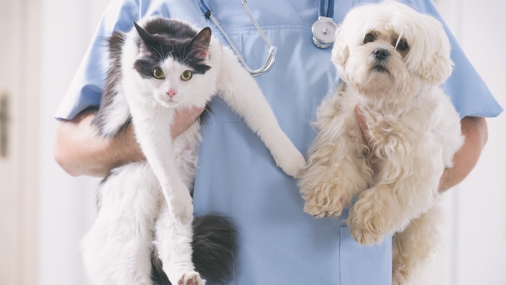  Ustawa refundacyjna AMARY: wpływ na dostępność leków dla zwierząt